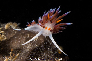 Flabellina affinis. by Mehmet Salih Bilal 